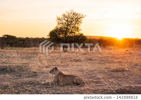 Lioness and sunrise, Serengeti National Park, Tanzania Lioness and sunrise, Serengeti National Park, Tanzania 142899818