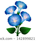 blue vibrant morning glory flower natural 142899821