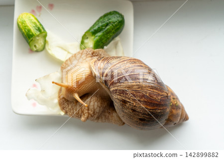 Big snail achatina pet. Animal at home. Eating cucumber veggies food Big snail achatina pet. Animal at home. Eating cucumber veggies food 142899882