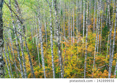 mountain birch forest in autumn colors with green, yellow and red leaves mountain birch forest in autumn colors with green, yellow and red leaves 142899938