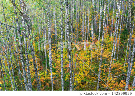 mountain birch forest in autumn colors with yellow, red and green leaves, top view mountain birch forest in autumn colors with yellow, red and green leaves, top view 142899939