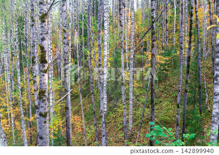 mountain birch forest in autumn colors with green, yellow and red leaves mountain birch forest in autumn colors with green, yellow and red leaves 142899940