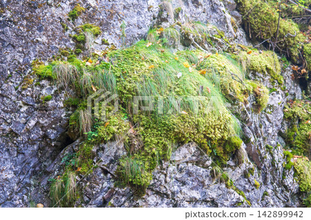 Moss on the rock in the forest. Nature in the mountains. Moss on the rock in the forest. Nature in the mountains. 142899942