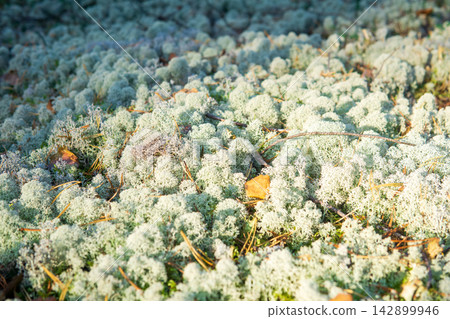white reindeer moss close up white reindeer moss close up 142899946