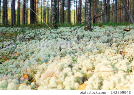 reindeer moss in pine barren close up reindeer moss in pine barren close up 142899948