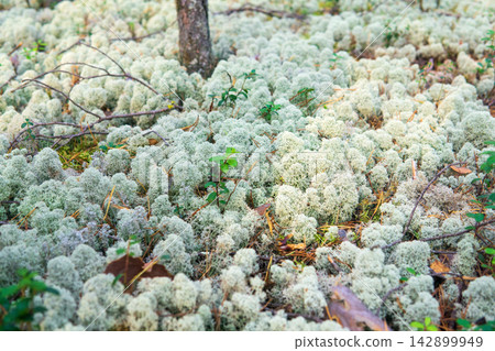 reindeer moss in pine barren closeup reindeer moss in pine barren closeup 142899949