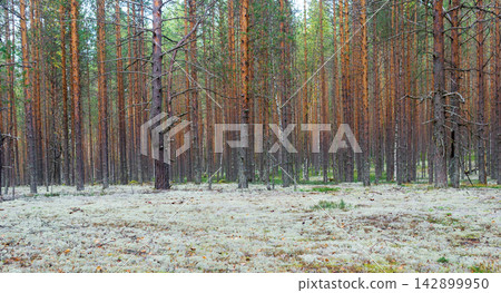 reindeer moss on the ground in the pine forest at autumn time. 142899950