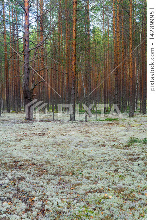 Landscape of pine forest with ground covered with white moss. Landscape of pine forest with ground covered with white moss. 142899951