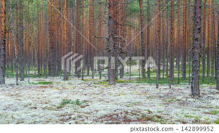 Landscape of pine barren with ground covered with white moss. Landscape of pine barren with ground covered with white moss. 142899952