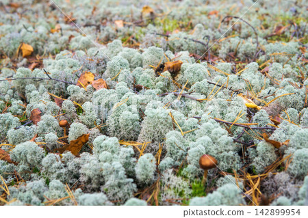 white moss on the ground in the forest. closeup white moss on the ground in the forest. closeup 142899954