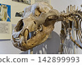A close-up museum exhibit of a prehistoric cave bear (Ursus spelaeus) skeleton, focusing on its massive skull, sharp teeth, and jaw structure on display at a museum in Dessau, Germany. The paleontolog 142899993