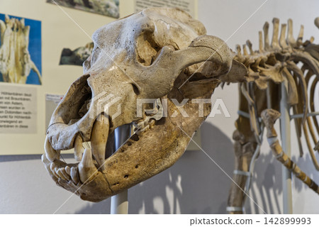 A close-up museum exhibit of a prehistoric cave bear (Ursus spelaeus) skeleton, focusing on its massive skull, sharp teeth, and jaw structure on display at a museum in Dessau, Germany. The paleontolog 142899993