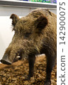 A museum taxidermy exhibit of a wild boar (Sus scrofa) with coarse brown-grey fur and tusks standing on a platform with wood chips and natural terrain at a museum in Dessau, Germany. The preserved mam 142900075