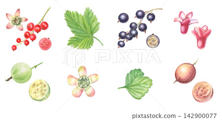 Currant, gooseberry set, bunches, half berries, leaves, flowers. Hand-painted watercolor illustration isolated on white for food , tea, jam, dessert, drinks, branding, stickers, cards, recipes, design Currant, gooseberry set, bunches, half berries, leaves, flowers. Hand-painted watercolor illustration isolated on white for food , tea, jam, dessert, drinks, branding, stickers, cards, recipes, design 142900077