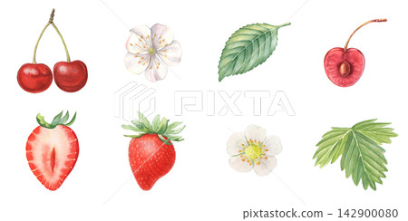Cherry, strawberry set, whole, half berries, leaves, flowers. Hand-painted watercolor illustration isolated on white for food, tea, jam, desserts, drinks, branding, stickers, cards, recipes, designs Cherry, strawberry set, whole, half berries, leaves, flowers. Hand-painted watercolor illustration isolated on white for food, tea, jam, desserts, drinks, branding, stickers, cards, recipes, designs 142900080