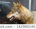 A close-up museum taxidermy exhibit of a grey wolf (Canis lupus) showing its head, snout, open mouth with teeth, and grey-brown fur on display at a museum in Dessau, Germany. 142900140