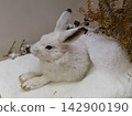 A museum taxidermy exhibit of a mountain hare or snowshoe hare (Lepus timidus) in its white winter fur with black ear tips resting on a white platform at a museum in Dessau, Germany. The preserved sma 142900190