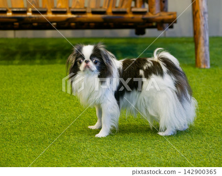 一隻日本狆犬站在草地上 142900365