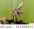 A museum taxidermy exhibit of a wader or shorebird with wings spread wide, landing on a piece of wood against a green background at a museum in Dessau, Germany. The preserved bird specimen is shown in 142900415