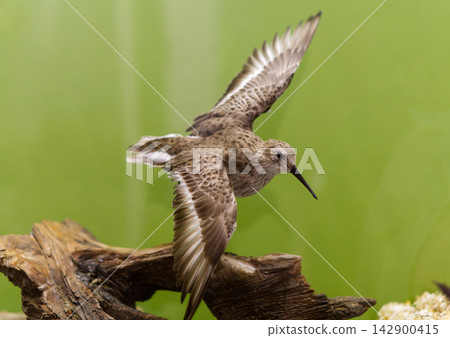 A museum taxidermy exhibit of a wader or shorebird with wings spread wide, landing on a piece of wood against a green background at a museum in Dessau, Germany. The preserved bird specimen is shown in A museum taxidermy exhibit of a wader or shorebird with wings spread wide, landing on a piece of wood against a green background at a museum in Dessau, Germany. The preserved bird specimen is shown in 142900415