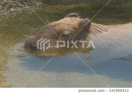 A capybara smiling after getting a bath. A capybara smiling after getting a bath. 142900422