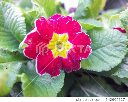 Vibrant pink and yellow primrose flower blooming among green leaves in a garden. Vibrant pink and yellow primrose flower blooming among green leaves in a garden. 142900627