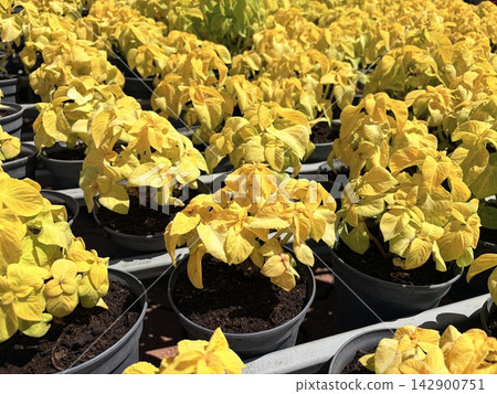 Yellow begonias in pots are displayed in a city flowerbed. Yellow begonias in pots are displayed in a city flowerbed. 142900751