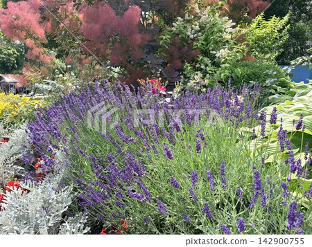 a blooming city flowerbed with ornamental plants and lavender. Urban street landscape design concept a blooming city flowerbed with ornamental plants and lavender. Urban street landscape design concept 142900755