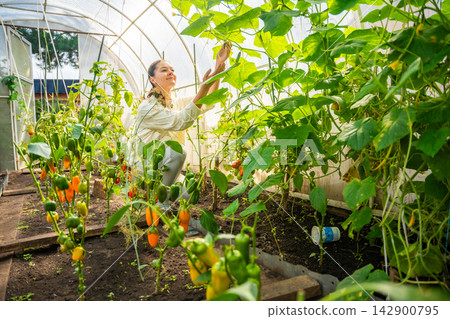 Millennial woman harvesting cucumber in home greenhouse. Growing her own food represents sustainable lifestyle, self sufficiency and modern return to home gardening Millennial woman harvesting cucumber in home greenhouse. Growing her own food represents sustainable lifestyle, self sufficiency and modern return to home gardening 142900795