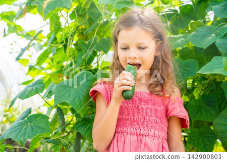 Young girl eating fresh cucumber in home greenhouse. Growing and eating vegetables encourages healthy childhood nutrition and connection with food origin Young girl eating fresh cucumber in home greenhouse. Growing and eating vegetables encourages healthy childhood nutrition and connection with food origin 142900803