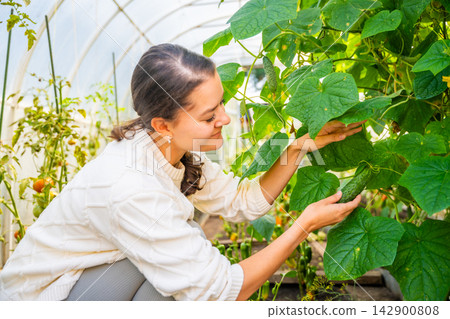 Woman picking cucumbers from plants in greenhouse garden. Harvesting homegrown vegetables represents food production and seasonal gardening Woman picking cucumbers from plants in greenhouse garden. Harvesting homegrown vegetables represents food production and seasonal gardening 142900808
