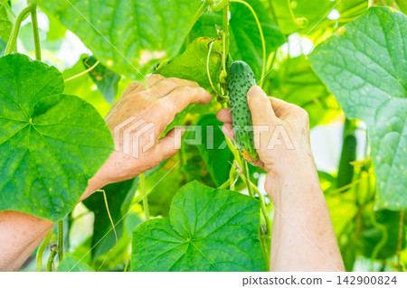 Senior woman hands harvesting cucumber from vine in home greenhouse. Growing food represents active aging, gardening tradition and self sufficient lifestyle 142900824