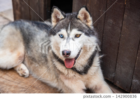 Siberian Husky dog with blue and brown eyes looking at camera. Heterochromia creates distinctive appearance in purebred northern dog portrait Siberian Husky dog with blue and brown eyes looking at camera. Heterochromia creates distinctive appearance in purebred northern dog portrait 142900836