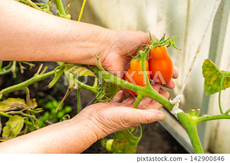 Senior woman hands picking ripe tomato from plant in home greenhouse. Growing food represents active aging, gardening tradition and connection with nature Senior woman hands picking ripe tomato from plant in home greenhouse. Growing food represents active aging, gardening tradition and connection with nature 142900846