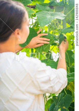 Millennial woman harvesting cucumber in home greenhouse. Growing her own food represents sustainable lifestyle, self sufficiency and modern return to home gardening Millennial woman harvesting cucumber in home greenhouse. Growing her own food represents sustainable lifestyle, self sufficiency and modern return to home gardening 142900848