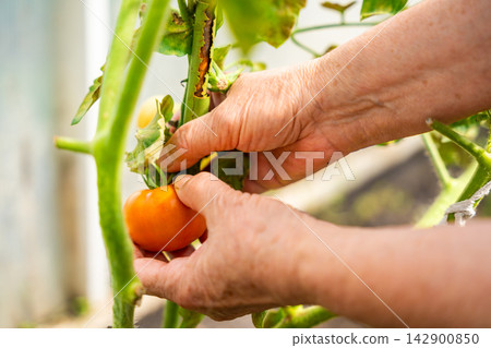 Senior woman hands picking ripe tomato from plant in home greenhouse. Growing food represents active aging, gardening tradition and connection with nature Senior woman hands picking ripe tomato from plant in home greenhouse. Growing food represents active aging, gardening tradition and connection with nature 142900850