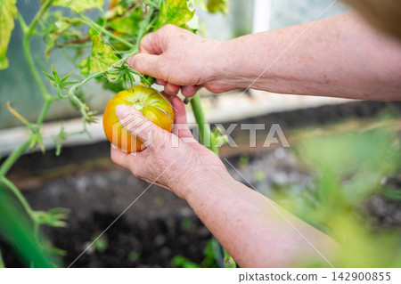 Senior woman hands picking ripe tomato from plant in home greenhouse. Growing food represents active aging, gardening tradition and connection with nature Senior woman hands picking ripe tomato from plant in home greenhouse. Growing food represents active aging, gardening tradition and connection with nature 142900855