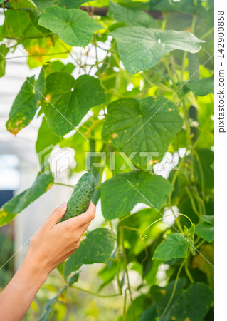 Hand holding freshly picked cucumber in greenhouse garden. Homegrown vegetable harvest represents organic food, healthy nutrition and sustainable gardening Hand holding freshly picked cucumber in greenhouse garden. Homegrown vegetable harvest represents organic food, healthy nutrition and sustainable gardening 142900858