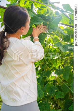 Woman picking cucumbers from plants in greenhouse garden. Harvesting homegrown vegetables represents organic food, healthy eating and self sufficient lifestyle Woman picking cucumbers from plants in greenhouse garden. Harvesting homegrown vegetables represents organic food, healthy eating and self sufficient lifestyle 142900862