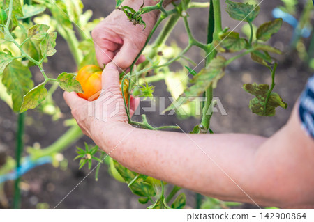 Senior woman hands picking ripe tomato from plant in home greenhouse. Growing food represents active aging, gardening tradition and connection with nature Senior woman hands picking ripe tomato from plant in home greenhouse. Growing food represents active aging, gardening tradition and connection with nature 142900864