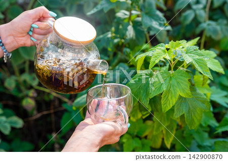 Woman pouring raspberry leaf tea from glass teapot into cup in garden. Preparing herbal infusion represents homemade drinks from garden plants Woman pouring raspberry leaf tea from glass teapot into cup in garden. Preparing herbal infusion represents homemade drinks from garden plants 142900870