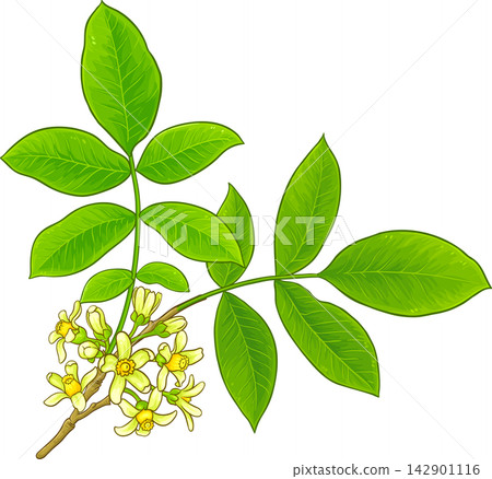 Mafura Branch Colored Detailed Illustration Mafura Branch Colored Detailed Illustration 142901116