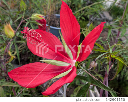 The bright red maple-leaved hibiscus spreads its large petals wide. The bright red maple-leaved hibiscus spreads its large petals wide. 142901150