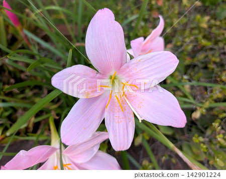 假番紅花,花瓣呈淡粉色。 假番紅花,花瓣呈淡粉色。 142901224