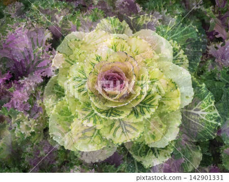 Ornamental kale brassica plant for autumn landscaping and modern floral design Ornamental kale brassica plant for autumn landscaping and modern floral design 142901331