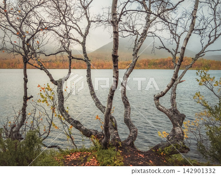 Biophilic design background with graphic lines of crooked birch tree trunks by a lake Biophilic design background with graphic lines of crooked birch tree trunks by a lake 142901332