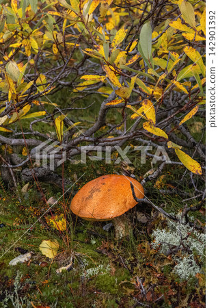 Vertical shot of wild orange cap bolete mushroom for hunting and culinary blog concept Vertical shot of wild orange cap bolete mushroom for hunting and culinary blog concept 142901392
