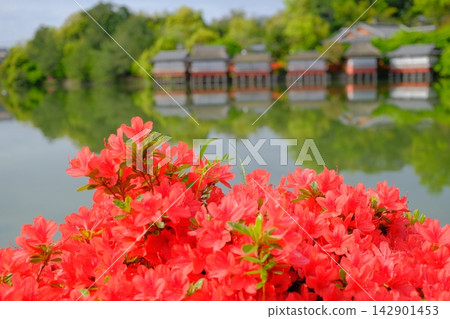 Hachijo Pond in Spring Hachijo Pond in Spring 142901453