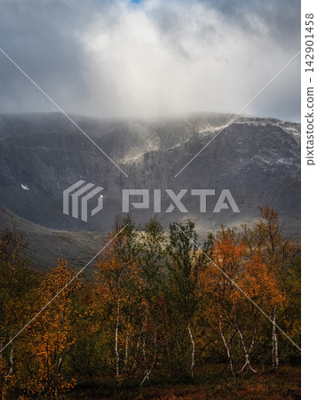 Dramatic autumn mountain landscape with golden birch forest under overcast sky Dramatic autumn mountain landscape with golden birch forest under overcast sky 142901458
