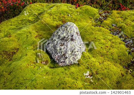 Graphic design nature texture background template with green moss and center rock Graphic design nature texture background template with green moss and center rock 142901463